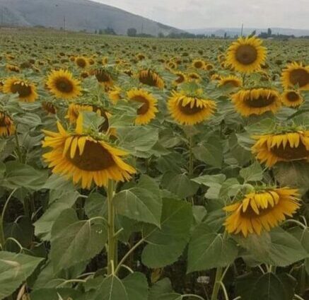 Ağlamasın Analar Şiiri